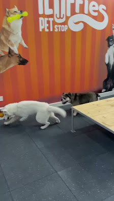 Fluffies Pet Stop Clinic thumb 5